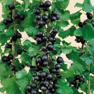 Kríženec ríbezle a egreša (Ribes nidigrolaria) ´JOSTA´- stredne skorá 90-110 cm; voľnokorenná, stromková